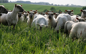 Vente direct d'agneau