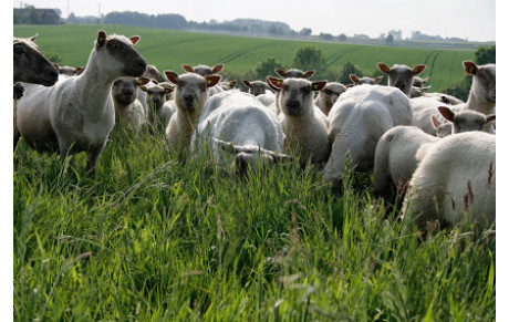 Vente direct d'agneau